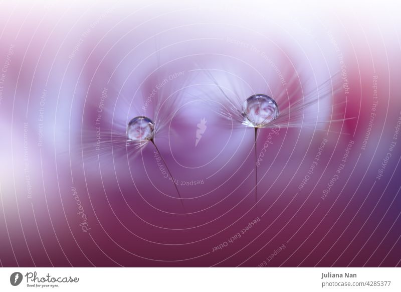 Beautiful Nature Background.Floral Art Design.Abstract Macro Photography.Pastel Flower.Dandelion Flowers.Violet Background.Creative Artistic Wallpaper.Wedding Invitation.Celebration,love.Close up View.Water Drops.Tranquil Natural Background.