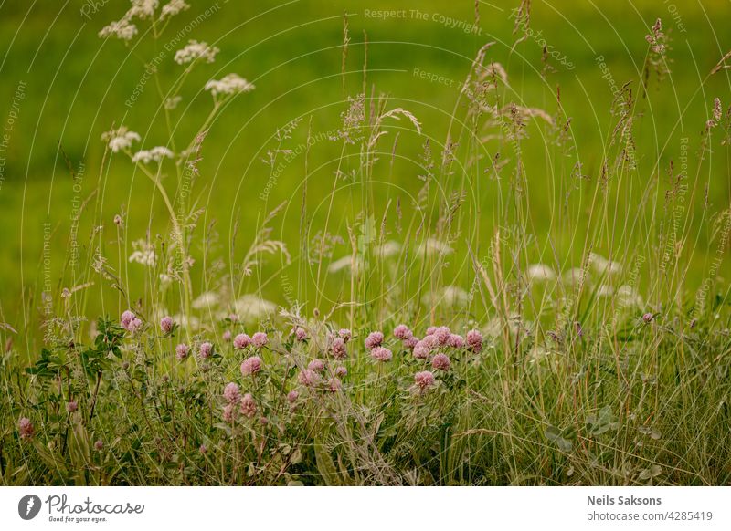 Field red clover flower (Trifolium pratense) in spring rural landscape. Medicinal herb red clover flower garden field pink trifolium plant background beauty