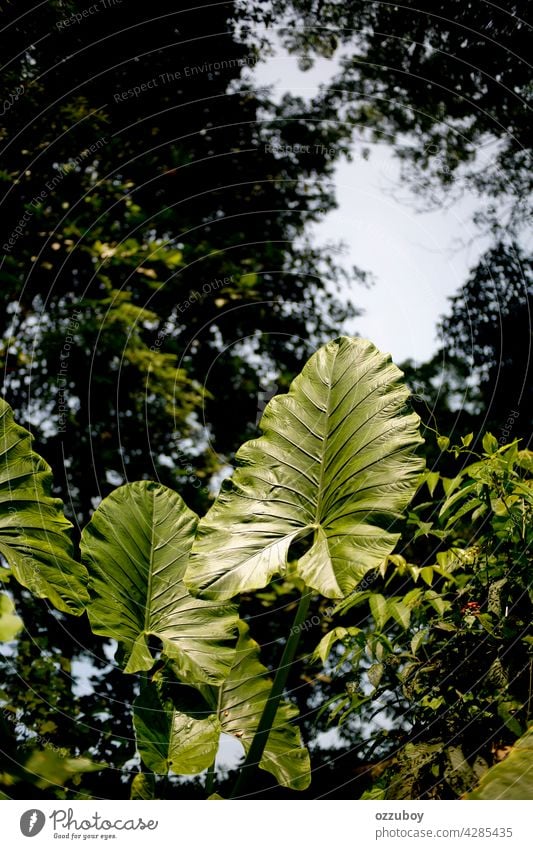 taro leaf plant nature green large ear background botanical tropical detail texture fresh outdoor colocasia vein vegetable big botany pattern perennial natural