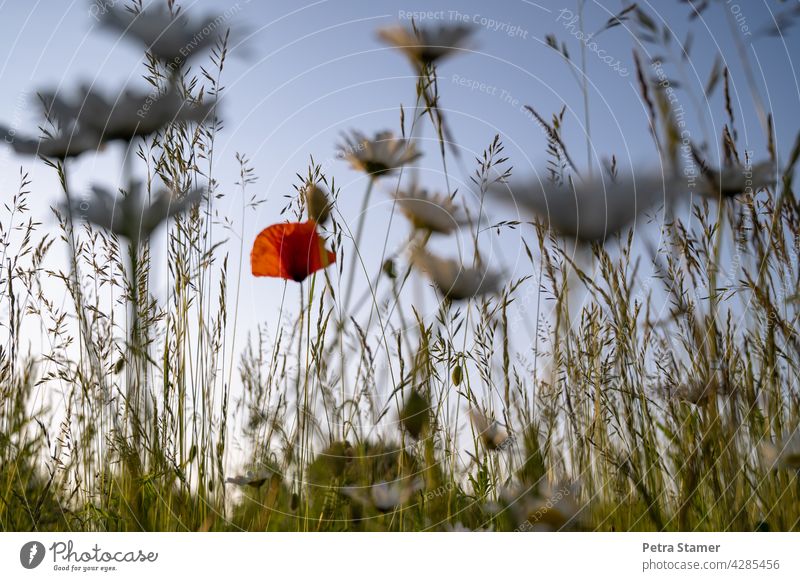 A dab of red Red Poppy Poppy blossom grasses Blossom Meadow Flower Summer Plant Nature Wild plant Exterior shot blurred foreground Deserted nobody Blossoming