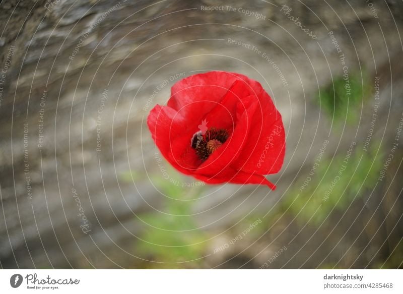 Papaver rhoeas, red corn poppy standing against a wall and moved by the wind Poppy Flower Corn poppy Poppy blossom Summer Exterior shot Poppy field Colour photo