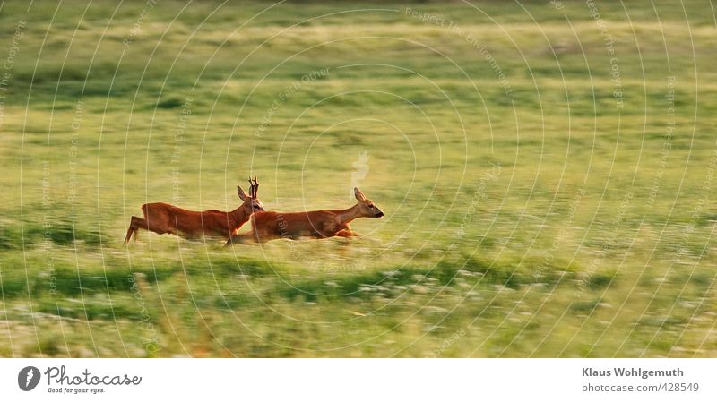 foreplay Couple Environment Nature Summer Beautiful weather Grass Meadow Field Forest Animal Wild animal Pelt Roe deer reindeer buck Female deer 2