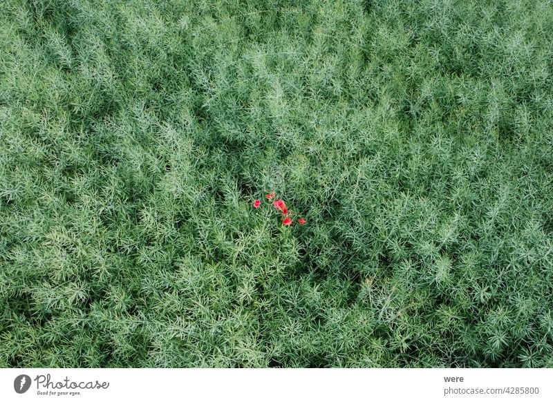 Poppy blossoms in a field with withered rape plants seen from above Flight area blooms poppy blossoms view Aerial photograph Bird's eye view Blooming Blossom