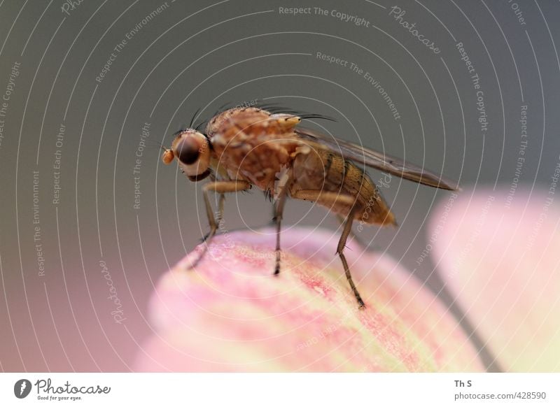 insect Animal Wild animal 1 Uniqueness Natural Esthetic Insect insects Exterior shot Close-up Macro (Extreme close-up) Neutral Background Animal portrait