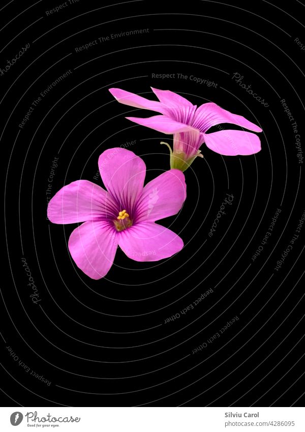 Pink sorrel in bloom closeup view isolated on black background brown horse red pink flower plant tea hibiscus herbal green sweet delicious nature tasty fruit