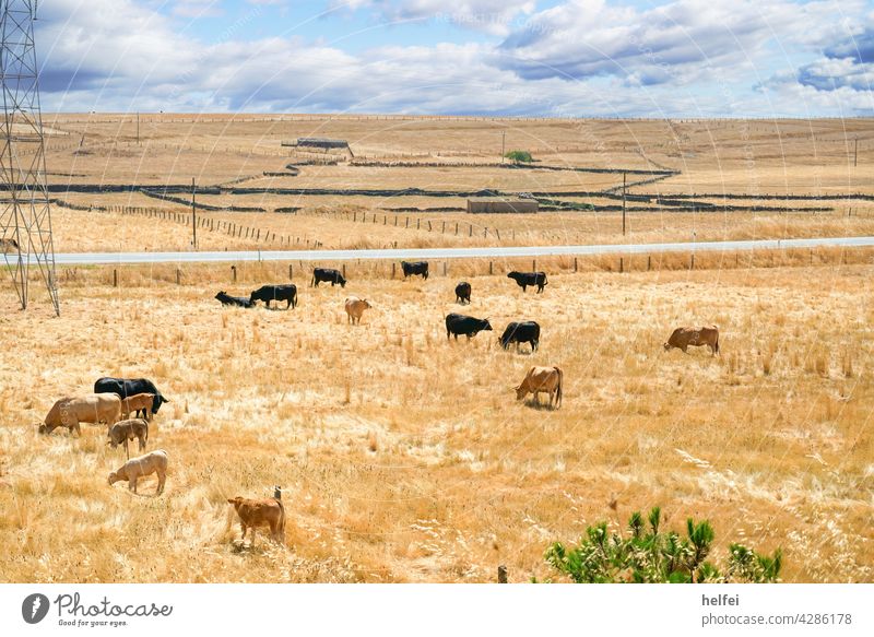 Herd of cattle on arid burnt out meadow in Spain with bright blue clouds background Willow tree Meadow Landscape Grass Cow Farm animal Summer Agriculture Cattle