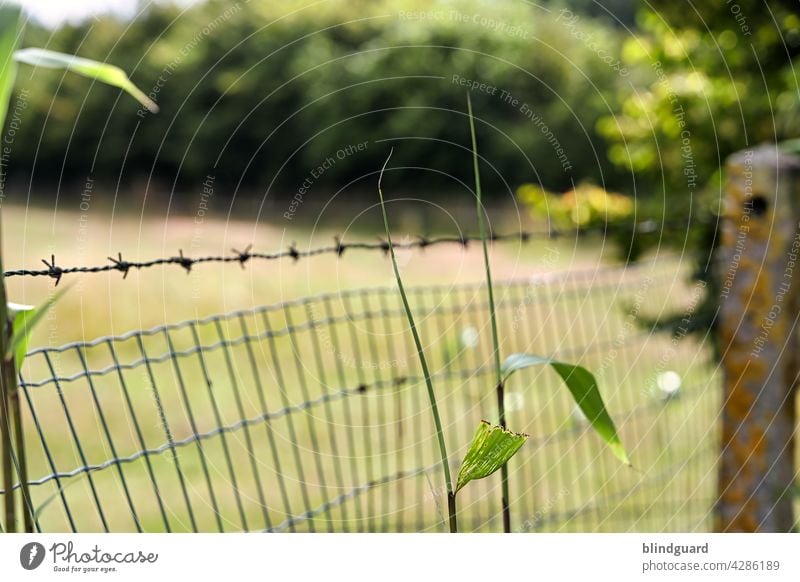 It's so green, but you can't go there. The barbed wire and the fence will block your way. Fence howde Meadow Green FenceWire cordon Barbed wire Border