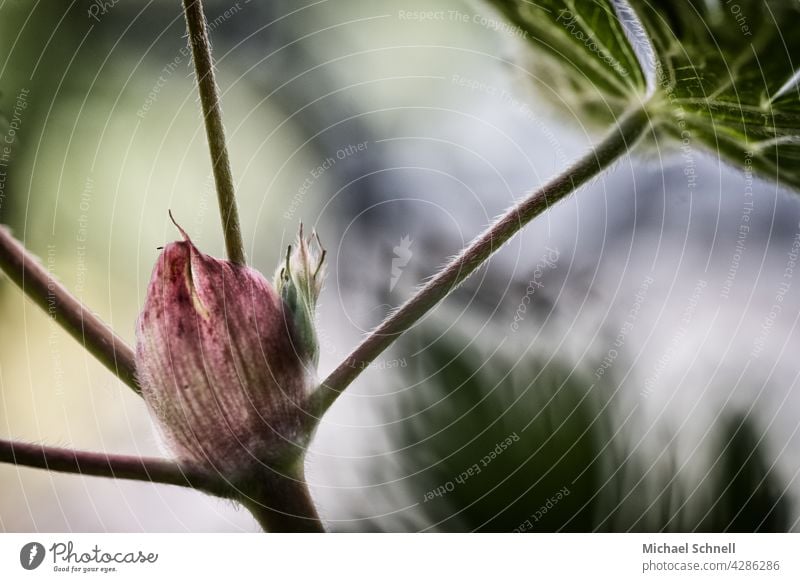 Closed flower come into bloom Blossom bud Bud Spring Growth Close-up reddish-pink buds Shallow depth of field