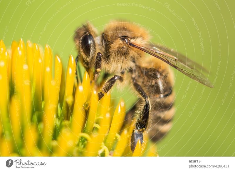 Beautiful honey bee closeup on flower gather nectar and pollen. Animal sitting for pollination. Important insect for environment ecology ecosystem. Awareness of nature climate change sustainability