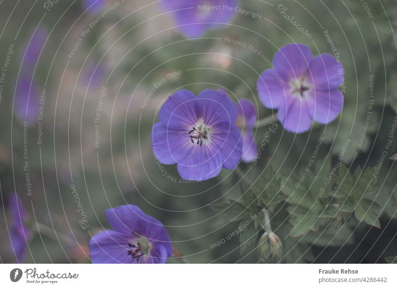 Purple flowers of the meadow cranesbill (Geranium pratense) blue bilge weed Geranium Pratense Violet Green Blue Blossom Summer Garden Front garden Flower