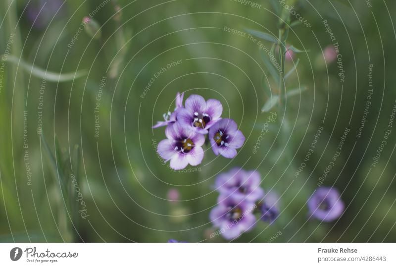 Purple Eustoma exaltatum flowers in a meadow Violet light purple blossoms Summer June July August Flower Blossoming Meadow Flower meadow Green cup-shaped