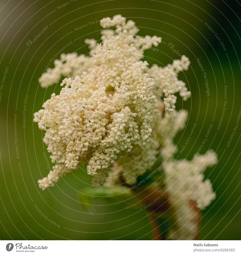 rhubarb white flowers close up on the dark green background leaf plant nature spring grow stem vegetable botany flora blooming blossom macro beautiful food