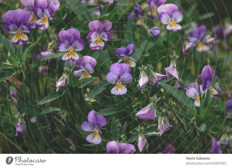 Pansy flowers (heartsease) or viola tricolor violet yellow pansies background pattern. Field of colorful pansies with blue yellow, purple flowers. Wild spring heartsease flowers on flowerbed