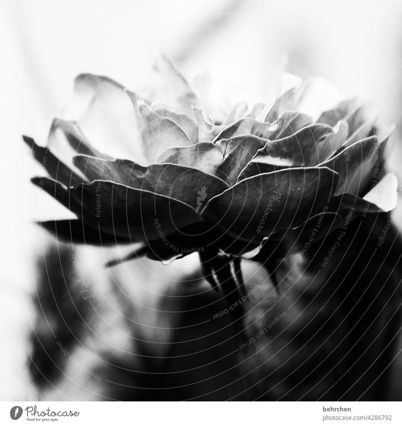 Light and shadow Death Transience Hope Belief Goodbye melancholically melancholy Black & white photo Noble Elegant Concern Nature Plant Flower pink Leaf Blossom