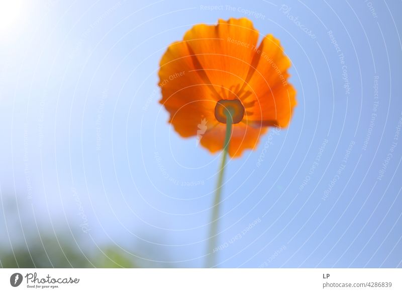 background with orange puppy against the blue sky Sky Field Feminine Warmth Firm Hope Freedom Contrast Low-key Mysterious Dream Emotions calmness tranquil Calm