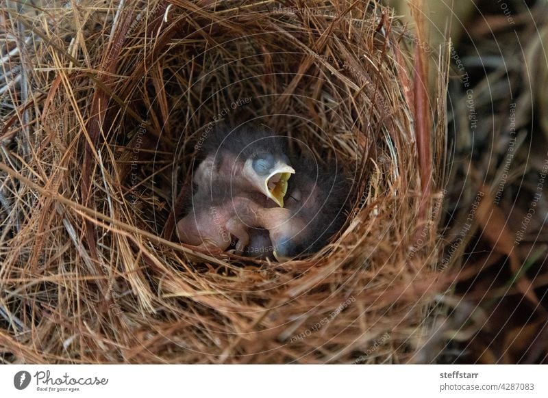 Hatchling bright bluebird Sialia sialis in a nest Baby tiny tiny bird small bird hungry Bird thrush eastern bluebird feathers tree perch Florida bird wild bird