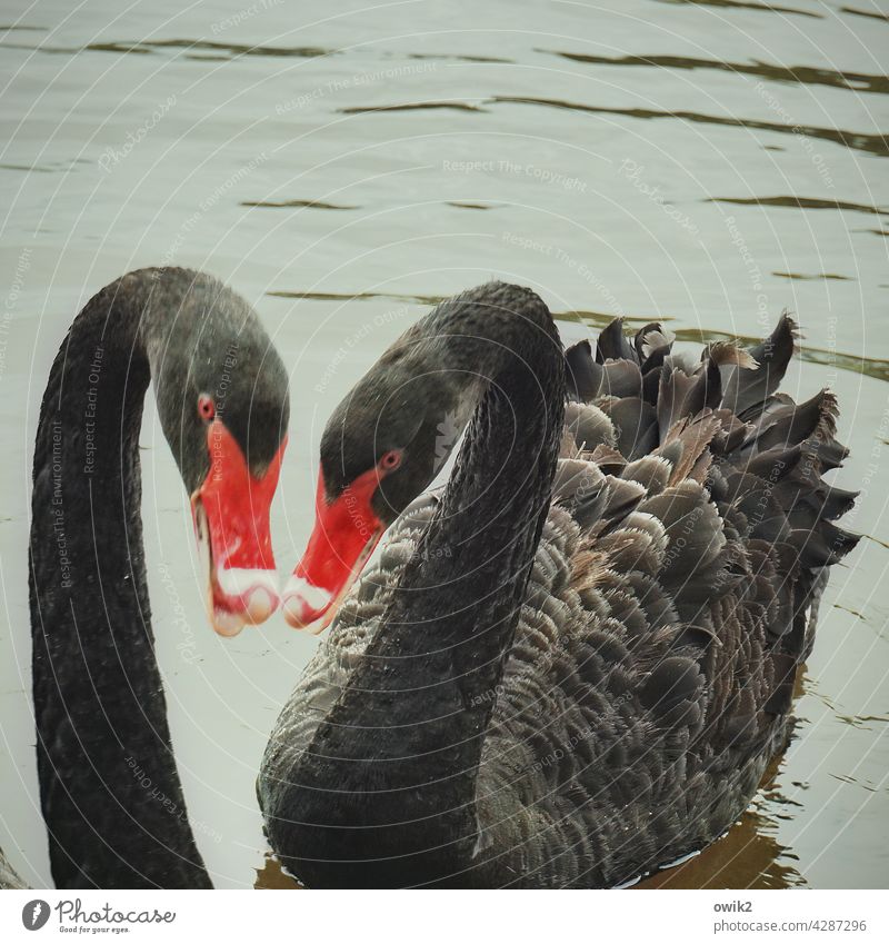 Put on make-up Together Black Colour photo Exterior shot Animal portrait Contrast Lake Beak Feather Wild animal Float in the water Neck Elegant swans Bird