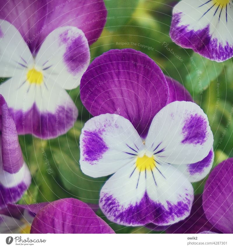 Hormone Violets Horned pansy Flower Blossom Violet plants Spring Flowering Exterior shot Colour photo Bouquet Nature Spring fever Joie de vivre (Vitality)