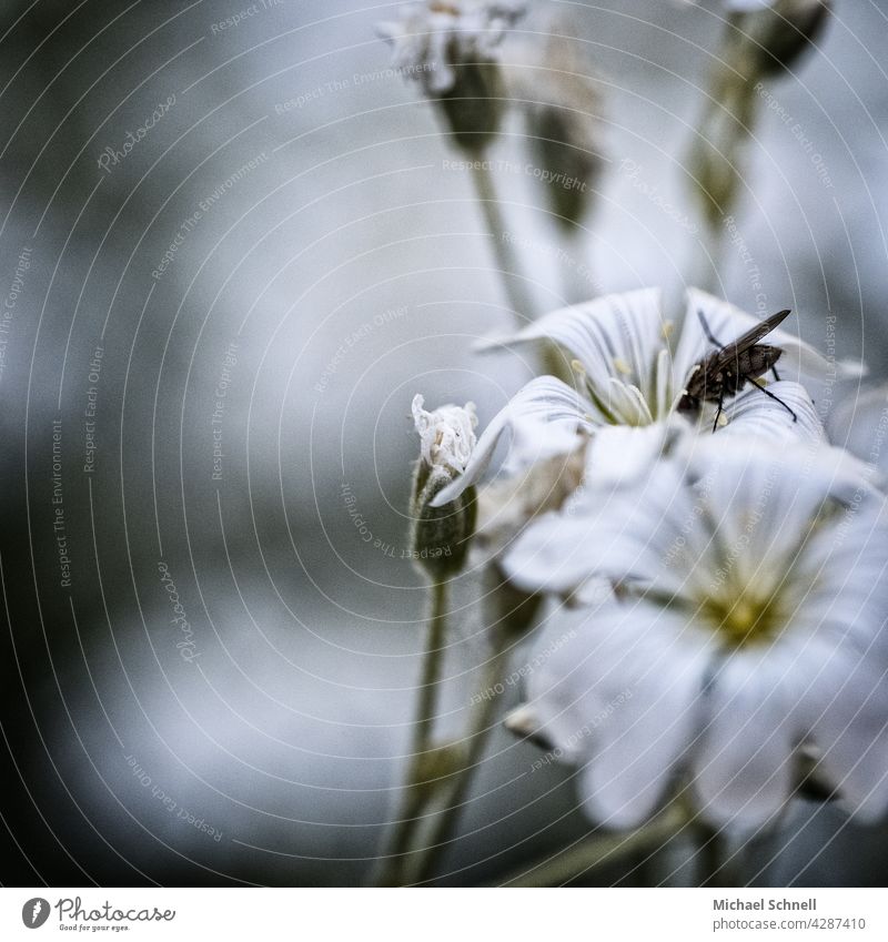 Fly on a white flower Blossom Nectar Flower Suck Insect Animal Grand piano Macro (Extreme close-up) Nutrition Close-up Plant in