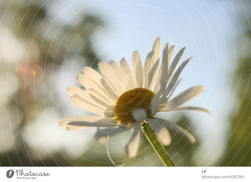 background of white daisy Sky Field Feminine Warmth Firm Hope Freedom Contrast Low-key Mysterious Dream Emotions calmness tranquil Calm Senses Contentment