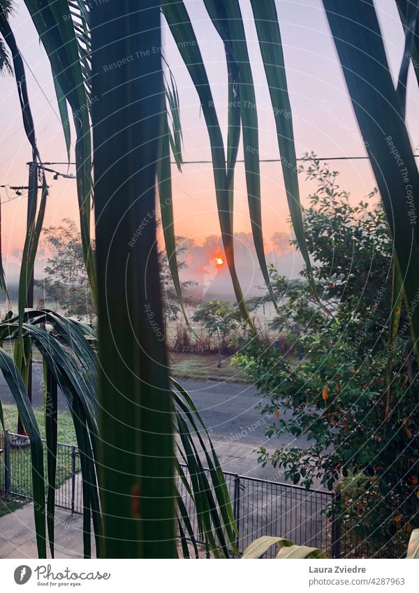 Sunrise and morning mist through palm tree leaves misty Morning Morning fog Fog foggy Tree landscape Sunlight Nature scenery outdoor season environment