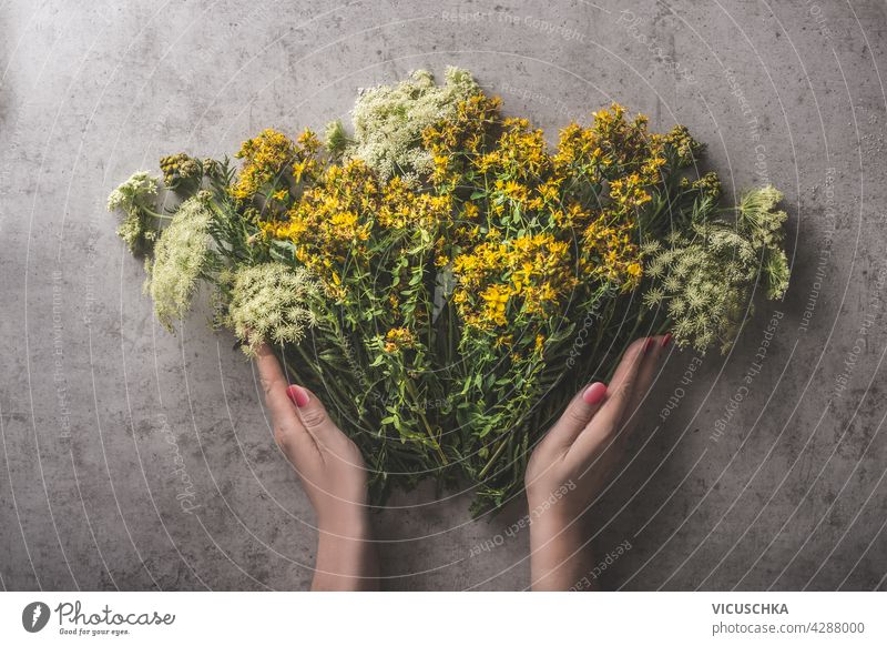 Women hands holding various medical herbs on gray concrete dark rustic table  background essential homemade pharmacy treatment detox eco copy space handful