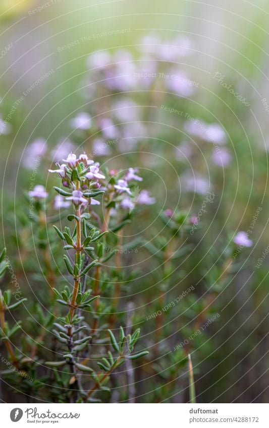 Flowering thyme, shallow depth of field plant Fresh Herbs and spices herbaceous Thyme Rosemary Blossoming Green Food Healthy Raw season Ingredients Italian Diet