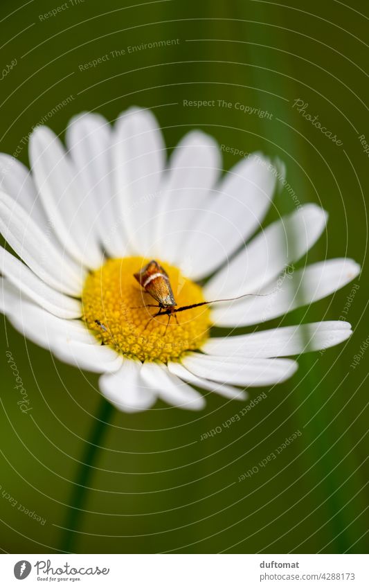 Small beetle sitting on Margaret flower Blossom Flower Plant blossom Nature Garden Pistil Green Insect margarite Shallow depth of field Blossoming Beetle