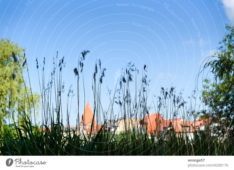 The church spire and red tiled roofs of the small town of Schwaan shimmer through the reeds on the banks of the Warnow River Mecklenburg-Western Pomerania