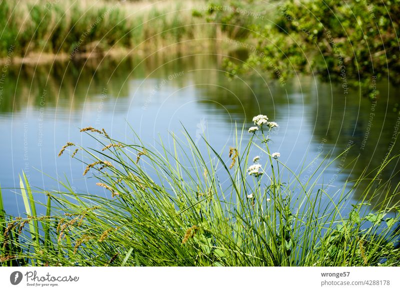 Summer greenery on both banks of the Warnow river Green Grass green stuff Riparian strips Shoreside Warnov River Reflection in the water Reflections Nature