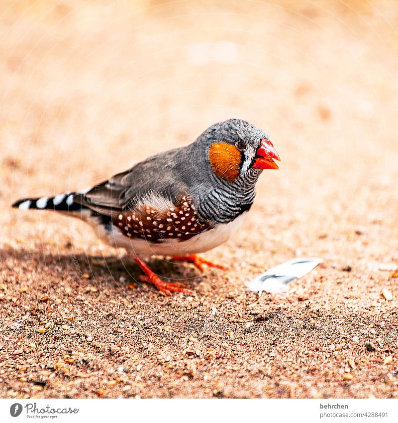 peep Nest-building Animal portrait blurriness Contrast Exterior shot Close-up Detail Deserted Day Light Colour photo Beak Small pretty Fantastic Exotic Cute