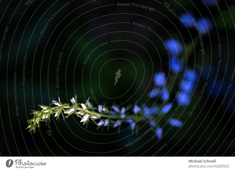 Small wild plant with white to blue flowers meander curvy Nature Delicate delicate blossoms luminous toward the light Sunbeam sunbeam enlightenment blurriness