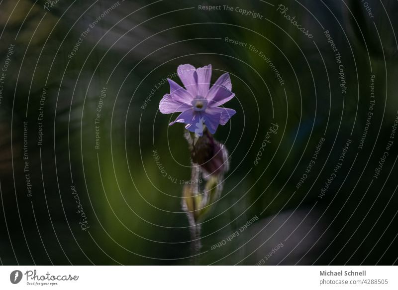 Light carnation in sunbeam against dark background White campion Blossom Flower Plant Nature The focus is on centred Sunbeam accentuate clearly visible