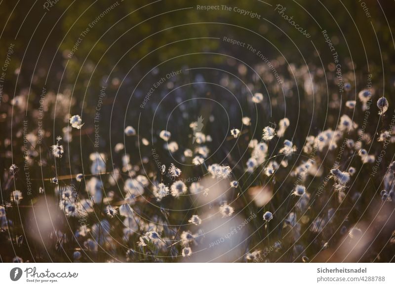 cotton grass Cotton grass Cotton gras meadow woolly grasses Bog Nature Exterior shot Deserted Grass Plant Wild plant Marsh Bushes Calm