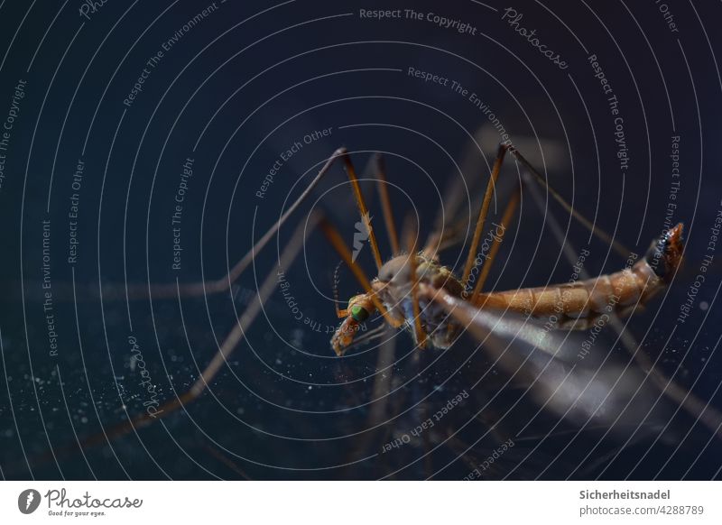 Close-up snake Macro (Extreme close-up) macro photography Shoemaker Crane fly Insect Detail Deserted Nature Exterior shot Colour photo