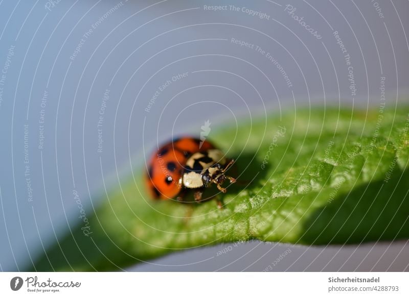 Close up ladybird Close-up Macro (Extreme close-up) macro macro photography Ladybird Insect Beetle Nature Green Exterior shot Detail