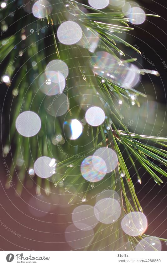 a Scots pine in a shower of light light reflexes Light reflection rain of light Jawbone Rain Coniferous trees Pine needle raindrops conifer branch Aromatic