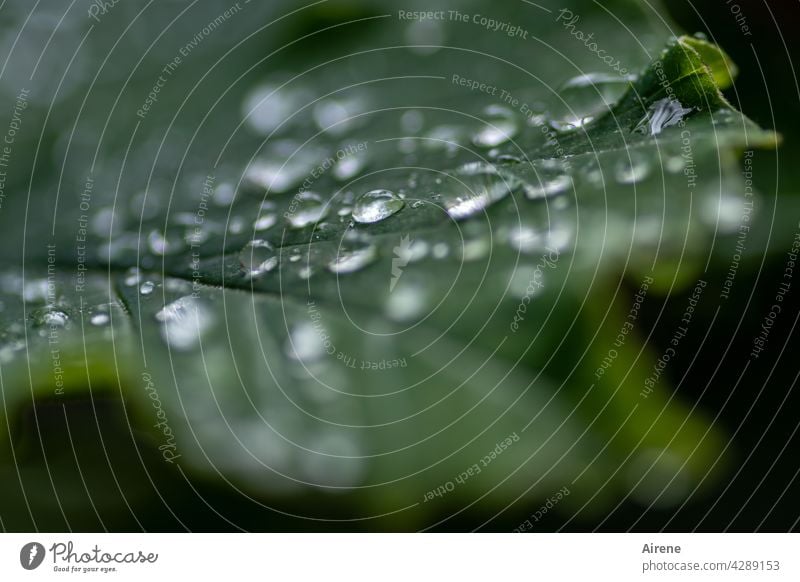 Droppled Green Drops of water Leaf Fresh Wet Glittering naturally Rain Foliage plant Pure Water Purity Weather Esthetic Garden Elements Pattern Dark Dark green