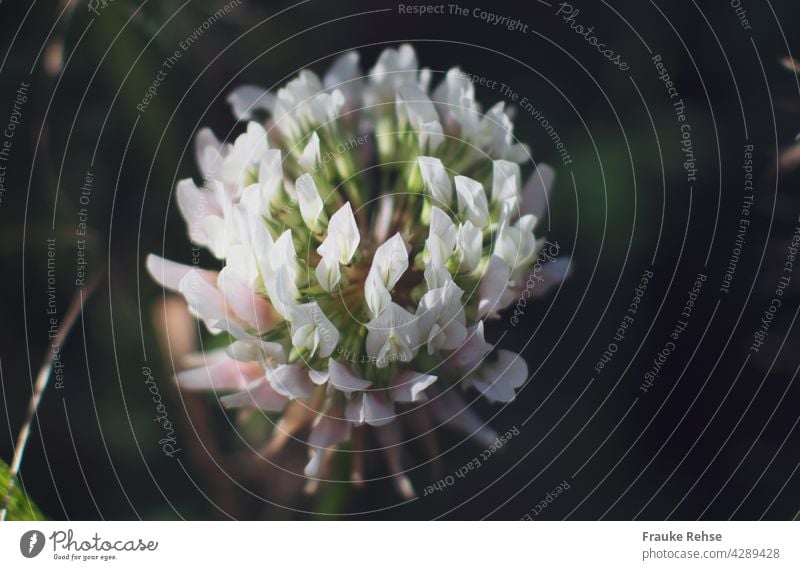 Close up of a white clover flower in sunlight White Clover Blossom Pink Green Plant Agricultural crop Summer To go for a walk take Illuminate Beauty & Beauty