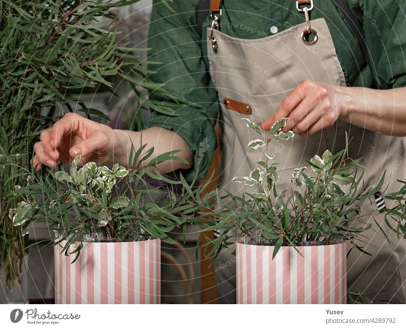 Graceful female hands of the florist make gift bouquets in hat boxes. Florist workplace. Small business concept. Front view. Flowers and accessories graceful