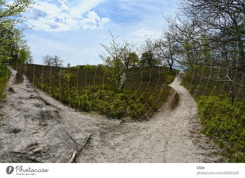 Harburg High Heath Heathland ways paths Fork trees Hiking trails Lanes & trails Nature Landscape Tree Environment off Footpath To go for a walk Calm