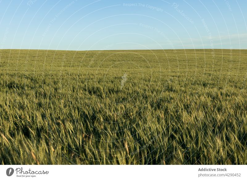 Green grassy meadow in countryside under blue sky field wheat green flora grow nature growth season cloudless light landscape grassland plantation vegetate lawn