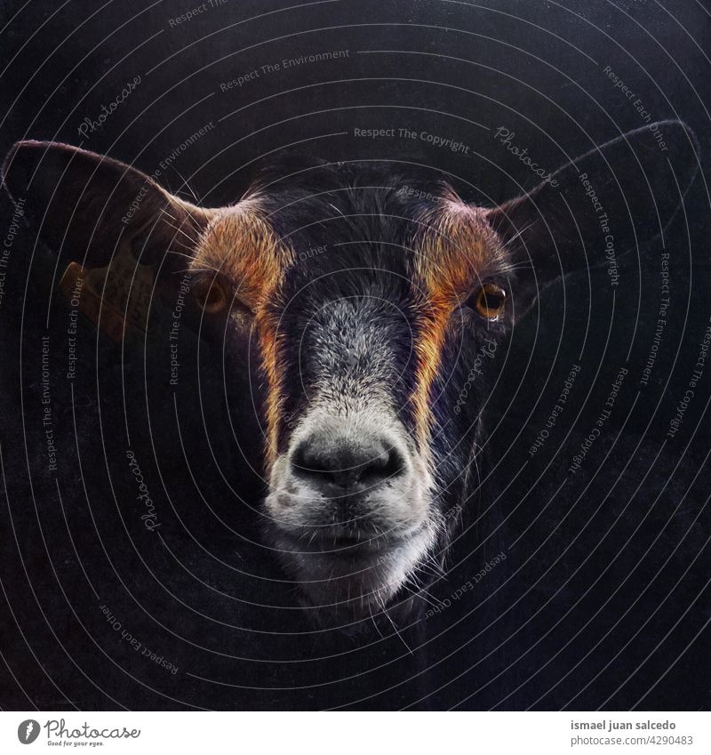 beautiful black and brown goat portrait animal wild head eyes ears hair nature cute beauty elegant wild life wildlife rural meadow farm outdoors animal wildlife