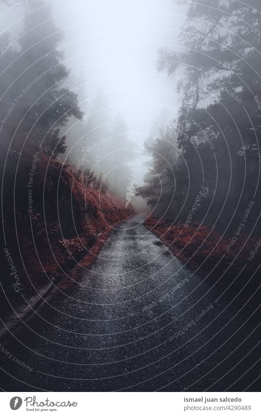 road with red vegetation in the mountain in foogy days path fog foggy mist forest trees brown leaves branches nature landscape outdoors rural scene tranquility