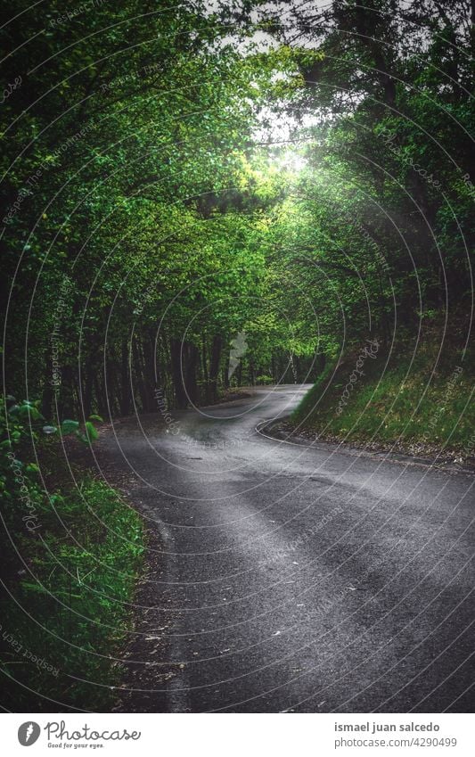 road with green vegetation in the mountain path forest trees leaves branches walkway wooden rural scene foliage nature landscape outdoors tranquility serenity