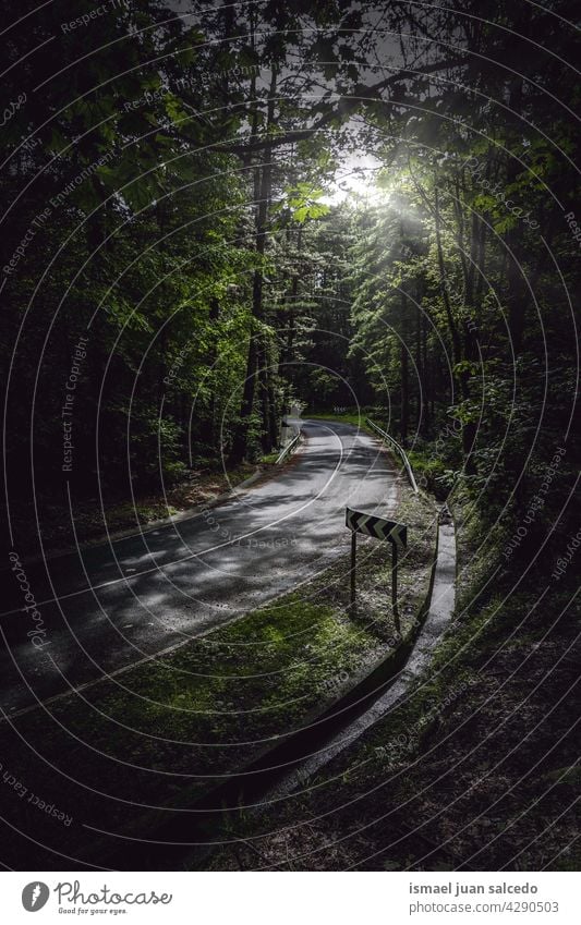 road with green vegetation in the mountain in summer season path forest trees leaves branches walkway wooden rural scene foliage nature landscape outdoors