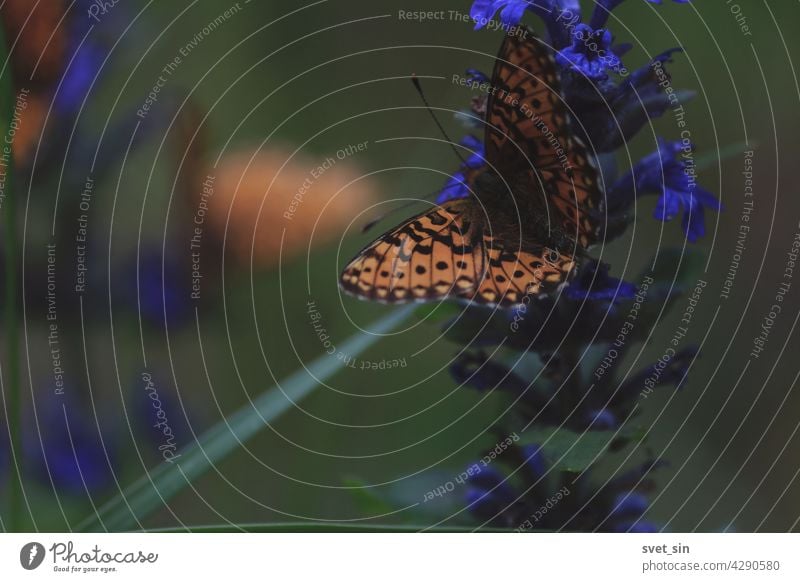 Butterfly on a flower close-up outdoors. An orange and black butterfly drinks nectar from a blue flower on a sunny summer day. Pearl-bordered Fritillary is sitting on carpet bugle blue flowers.