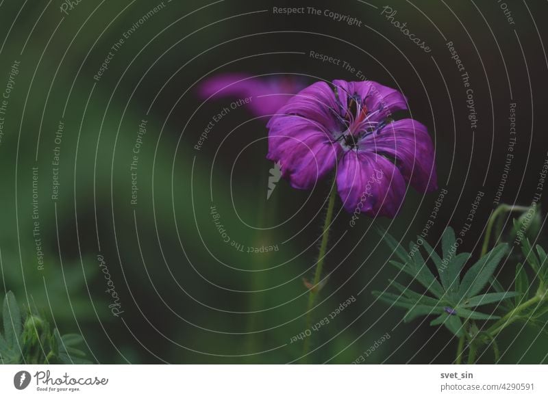 Geranium sanguineum, Bloody Crane's-bill. Dark pink bright bloody geranium flower close-up outdoors on a green background. Copy space. Flowering plant red