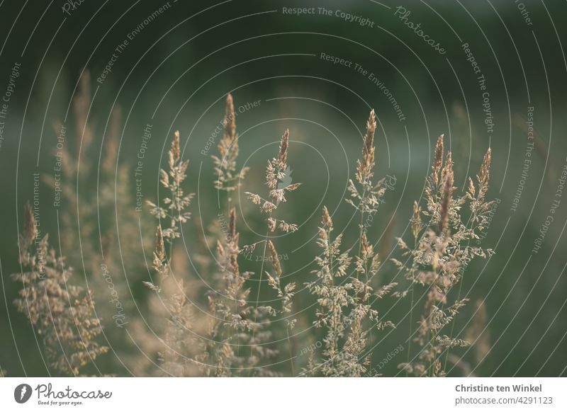 Flowering grasses in the evening sun against green calm background Grass blossom Grasses in light Sunlight Evening sun Illuminated pretty Delicate especially