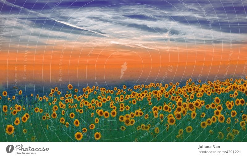 Sunflower field at sunset.Landscape from a sunflower farm.Agricultural landscape.Sunflowers field landscape.Orange Nature Background.Field of blooming sunflowers on a background sunset.Greeting card argiculture concept.Art Photography.Artistic Wallpaper.